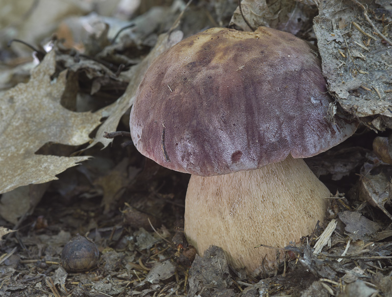 Boletus pinophilus